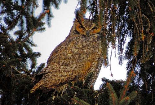 1 11 5 14 sol-r action great horned owl,Physical Characteristics