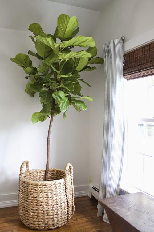 1 men’s tree loungers kauri fiddle-leaf fiddle-leaf sole 10,1 Men’s Tree Loungers Kauri Fiddle-Leaf Fiddle-Leaf Sole 10: A Detailed Overview